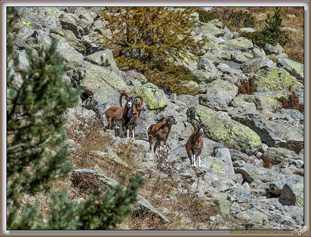 MOUFLONS